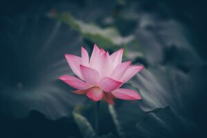 fleur de lotus prayana yoga